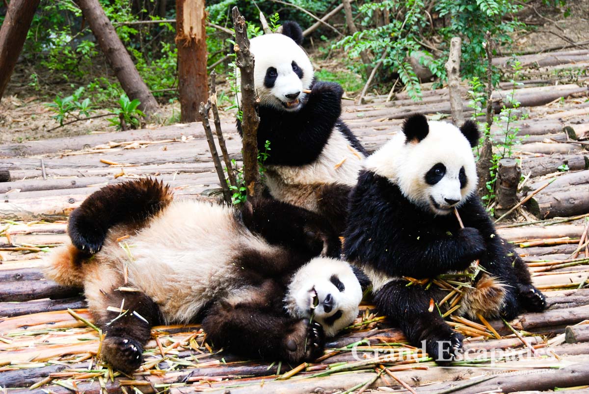 Image Result For Family Garden Centres