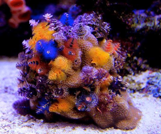 Christmas Tree Worm Rock Porites1 Top Tourist