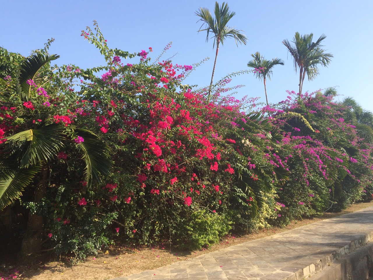 Beautiful Blooms And Plants Of Malaysia