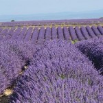 Provence Confidential