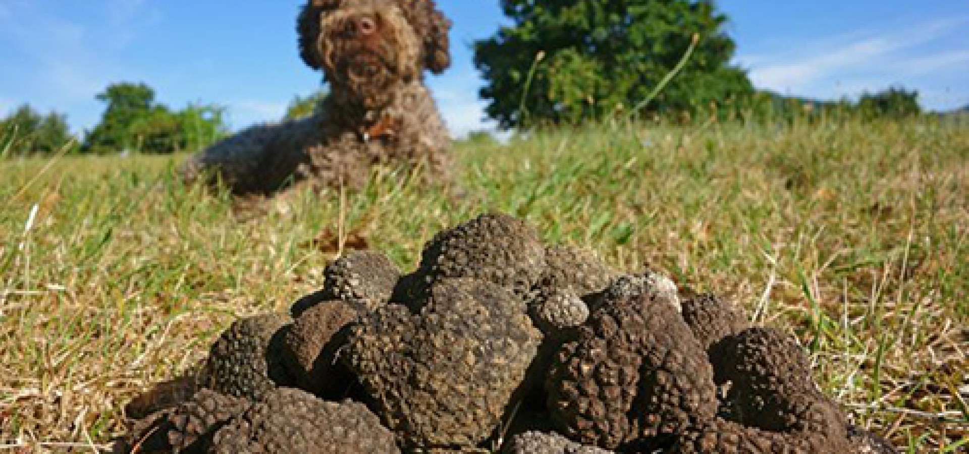 Truffle Hunting with A Toast to Travel Top Tourist