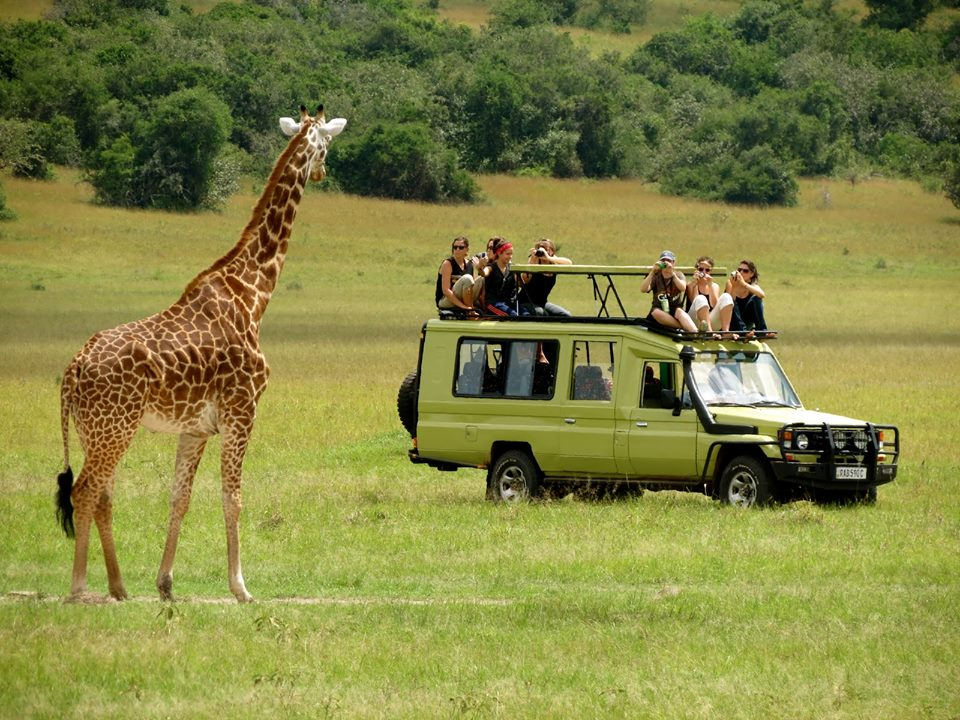 safari animals in jeep