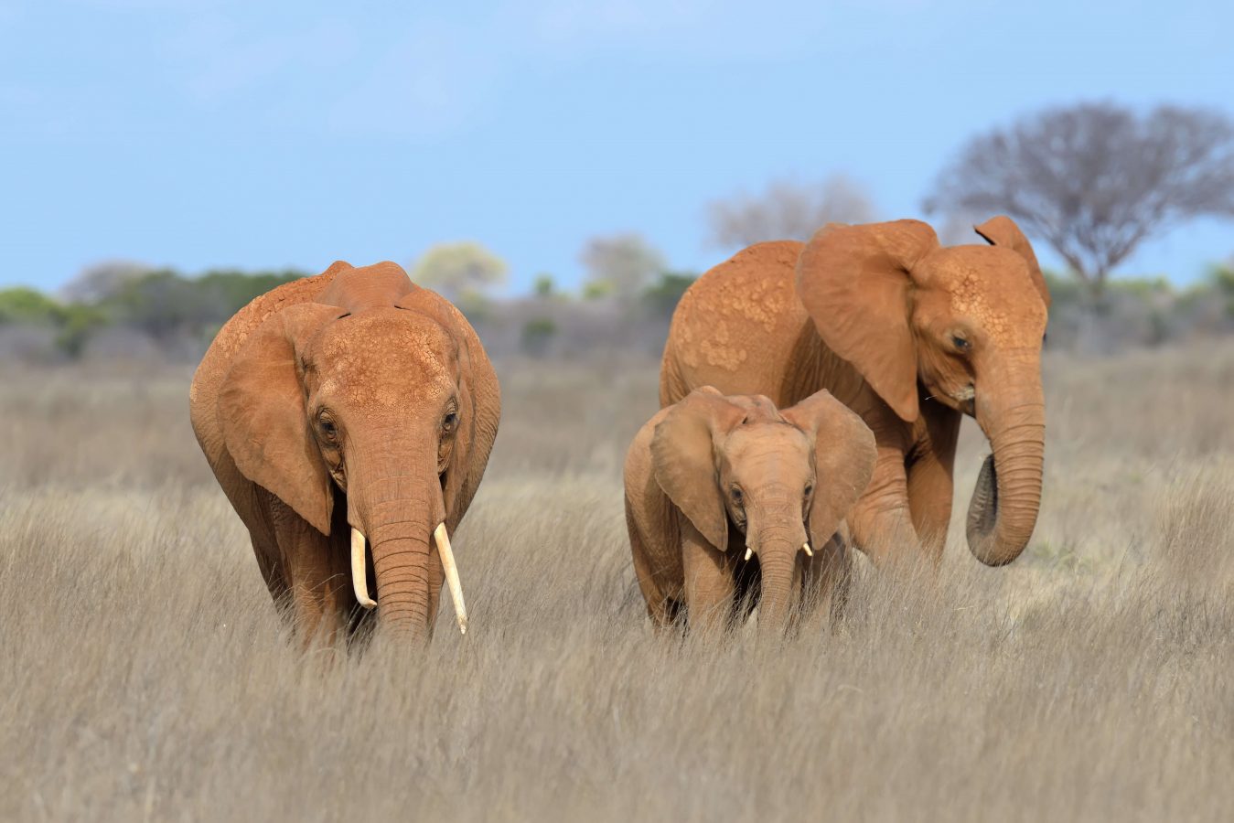 The wildlife of Kenya - Top Tourist